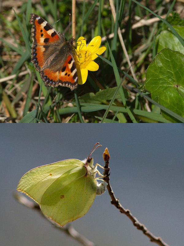 Tortoiseshell and brimstone butterflies.
