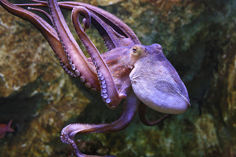 An octopus.
