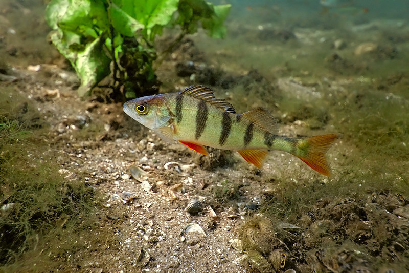 A perch is a fish: it is a water-dwelling invertebrate that uses its gills to breathe under water.