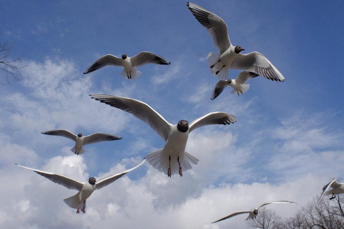 A flock of black-headed gulls.