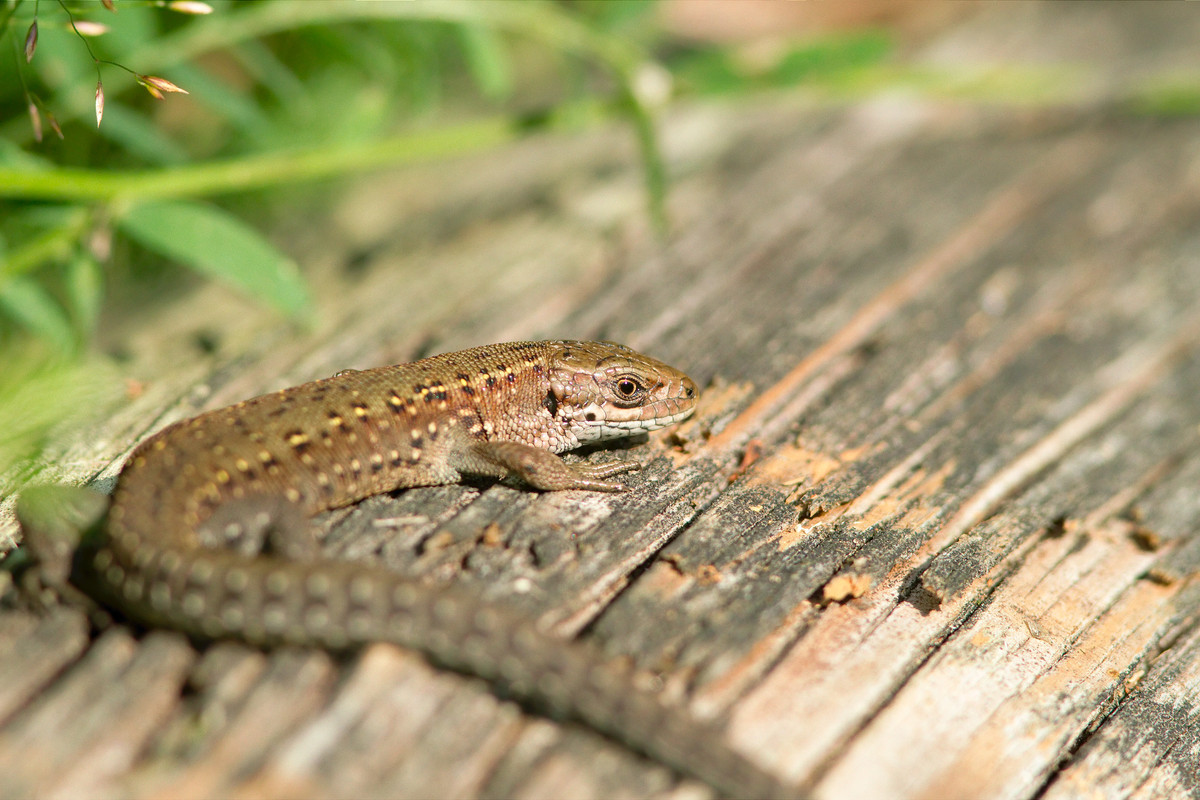 The viviparous lizard is a small, insect-eating reptile.