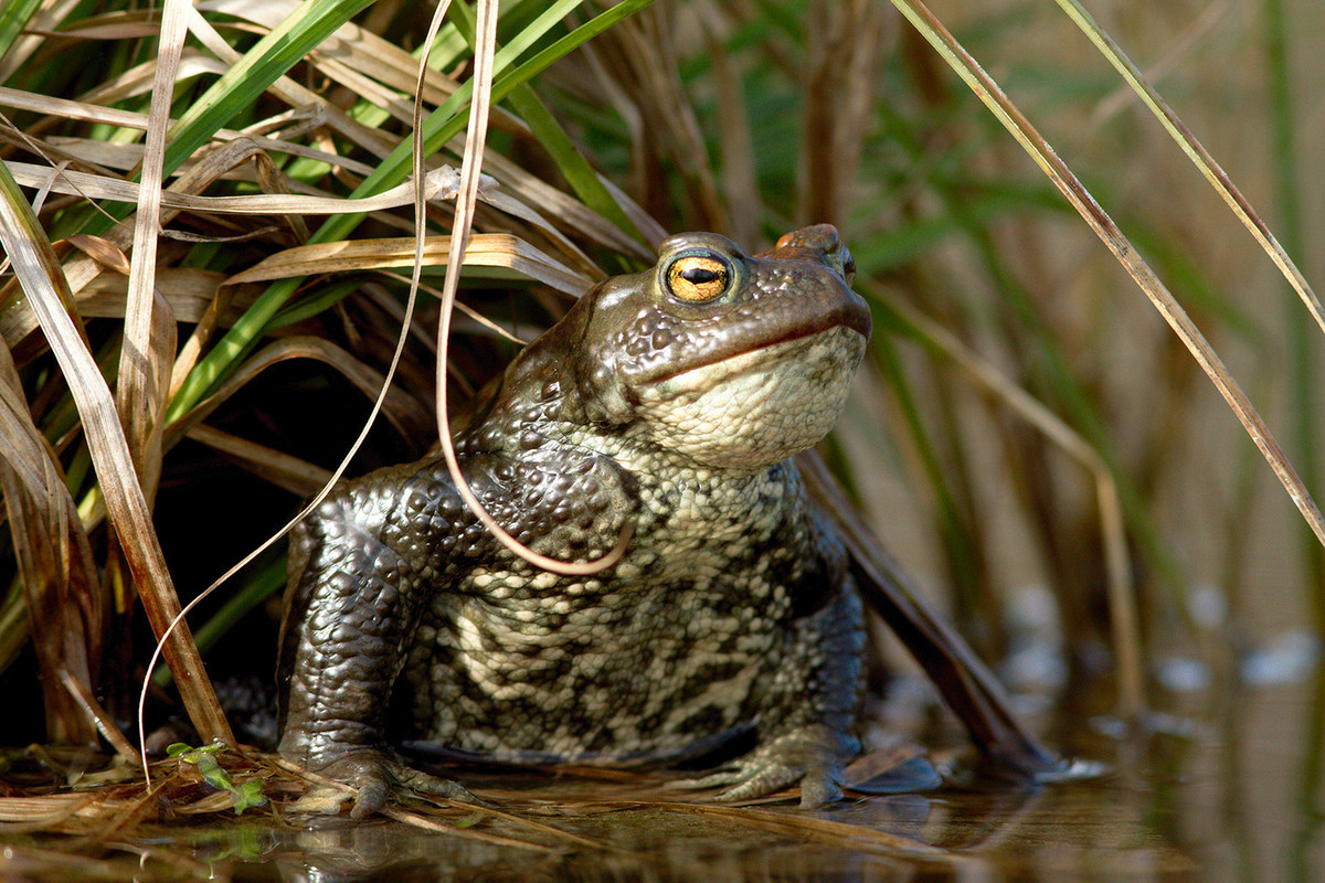 Toads are amphibians. They are land-dwelling animals that are still dependent on water for reproduction.