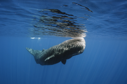 A sperm whale.