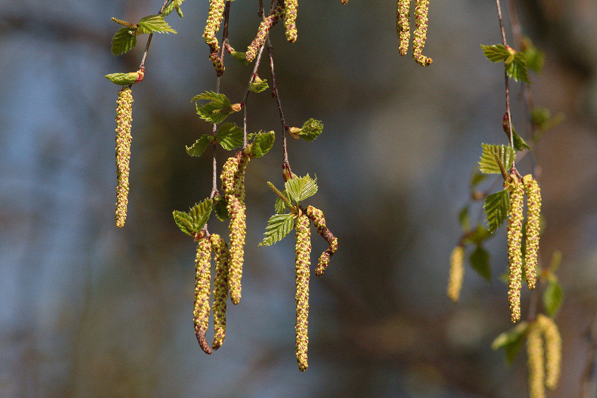 Silver birch (Betula pendula)
