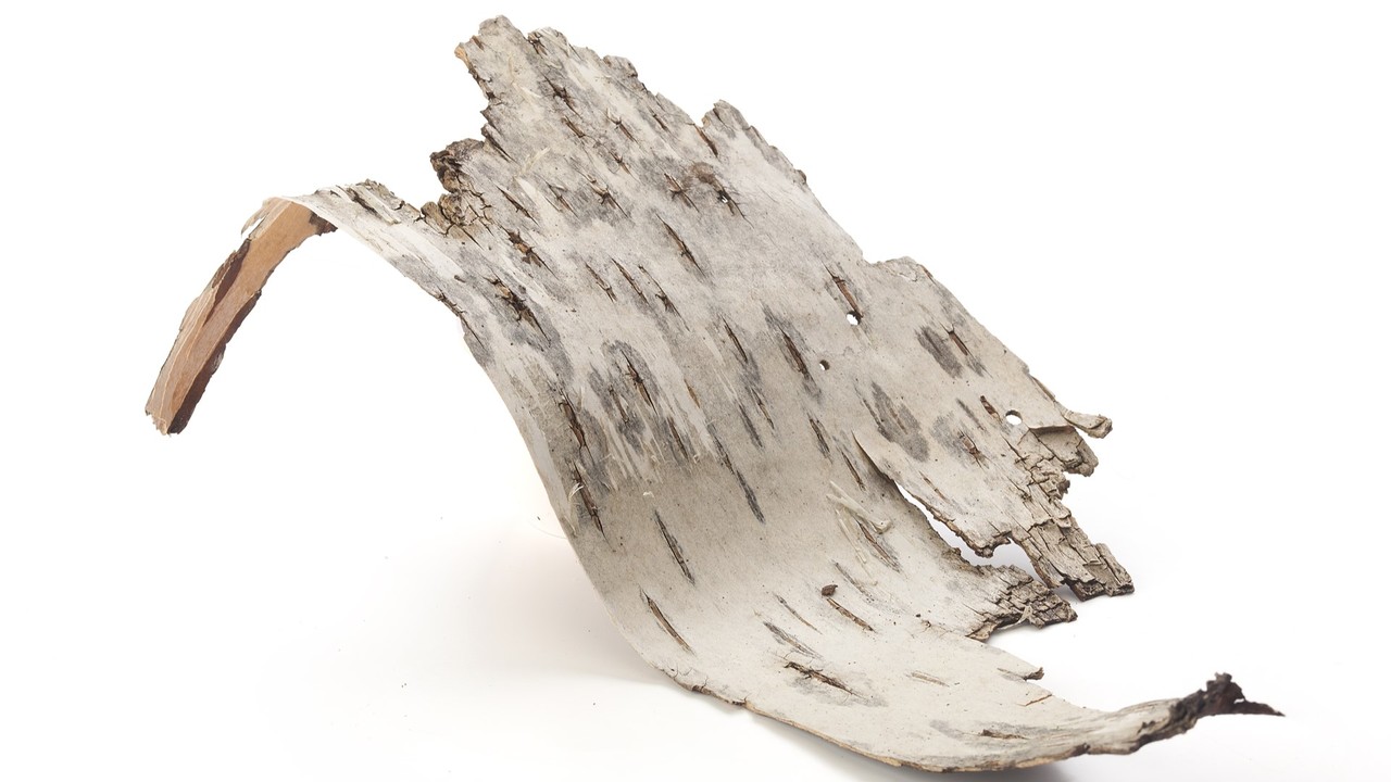 White bark of a silver birch.