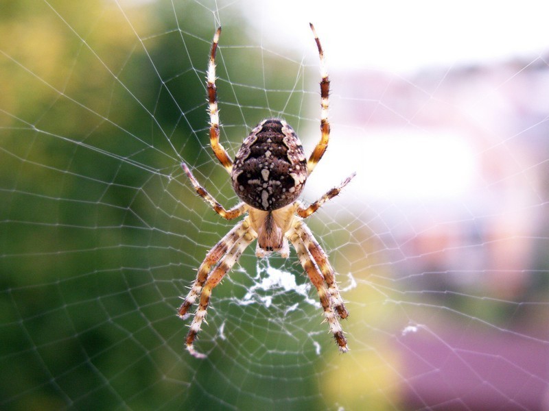 The cross spider weaves an intricate web for catching insects.