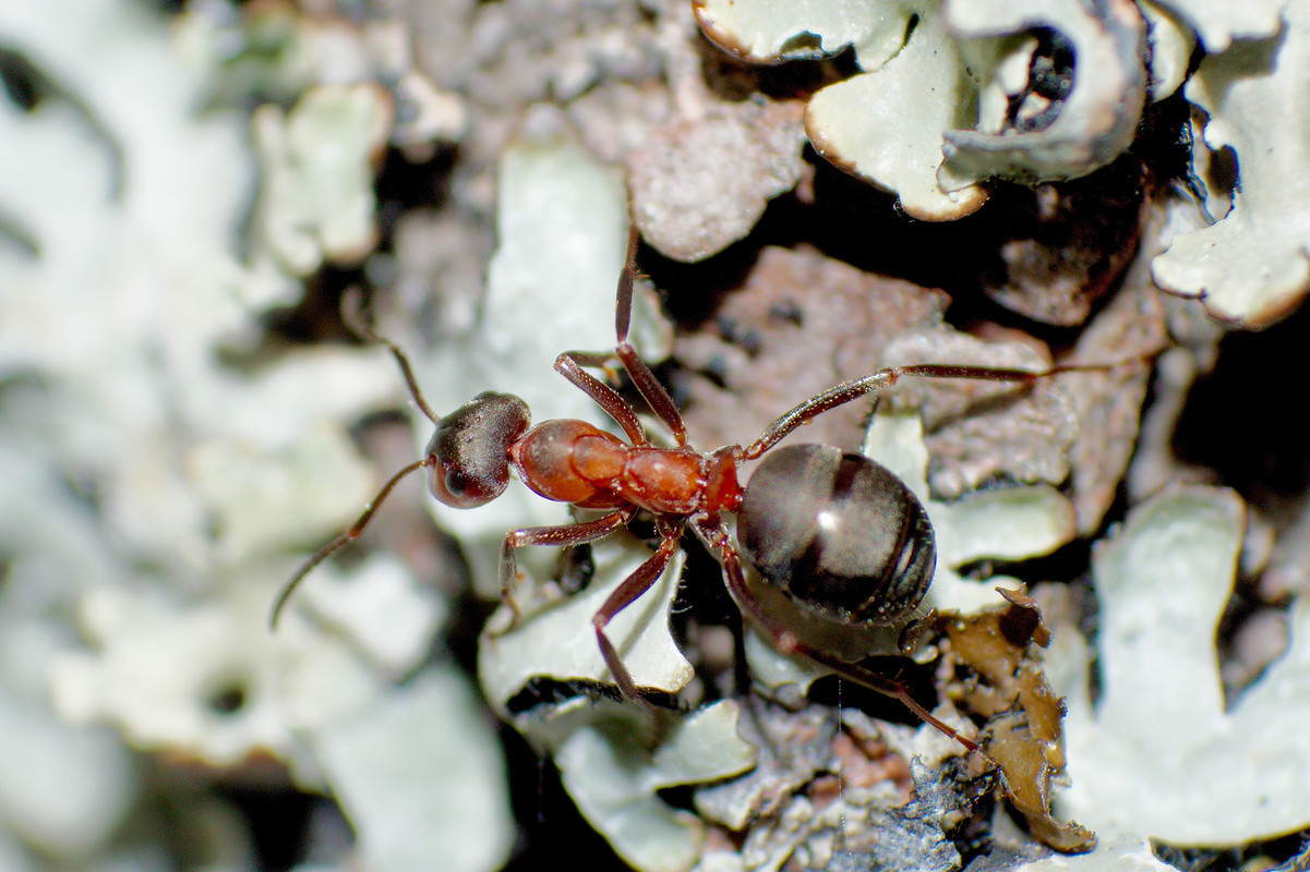 Wood ants are red and brown.
