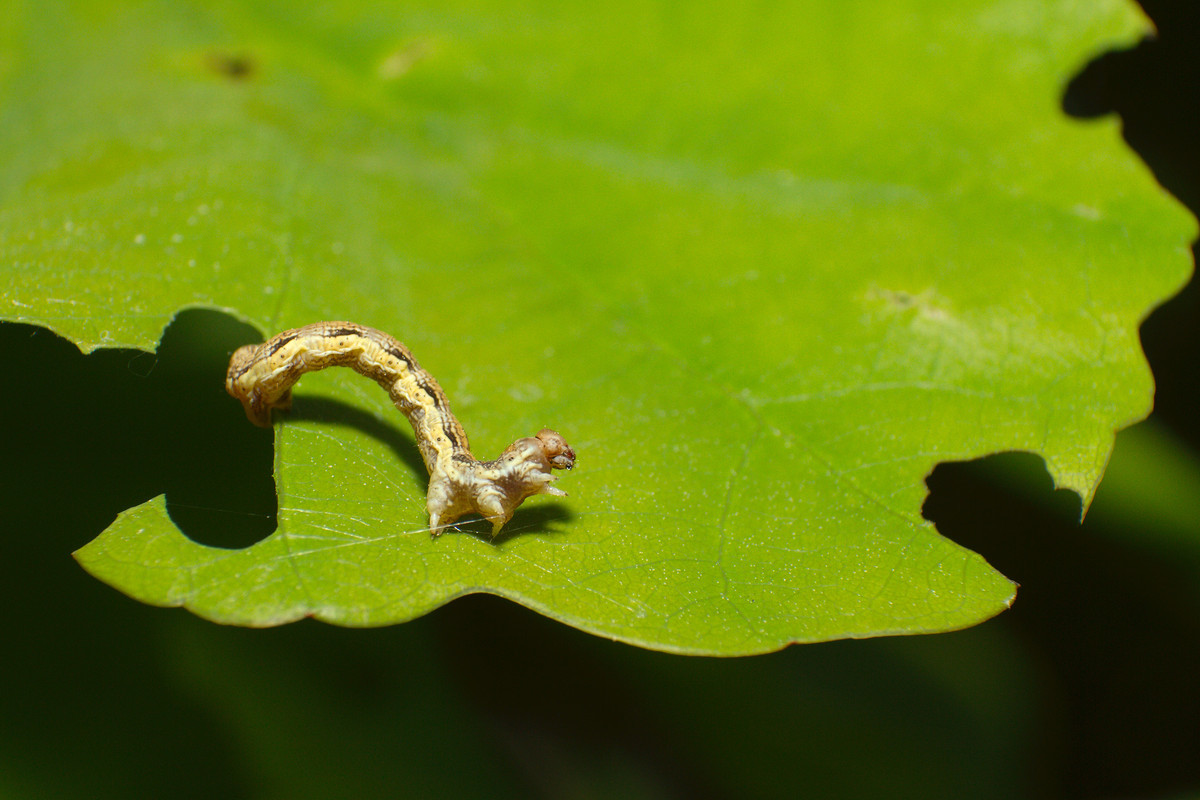 The larvae of geometer butterflies eat plant leaves: they are herbivores.