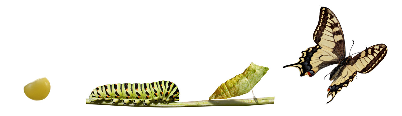 The complete metamoprhosis of a swallowtail butterfly: the egg hatches into a larva, the larva grows into a pupa, and the pupa hatches into an adult butterfly.