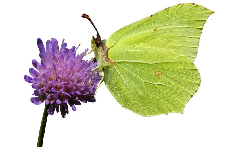 The common brimstone is a butterfly. Butterflies are flying insects: they have six legs and large wings.