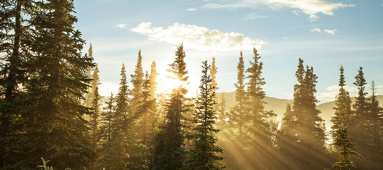A coniferous forest.