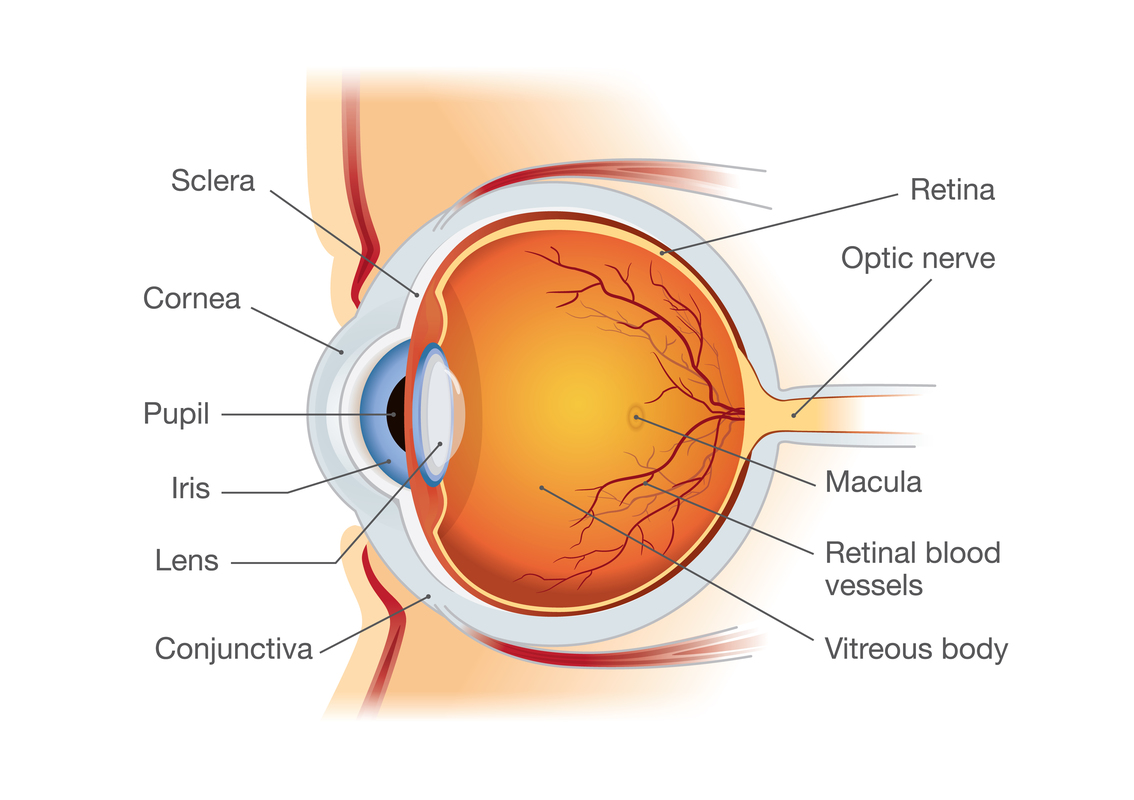 The structure of the eye.