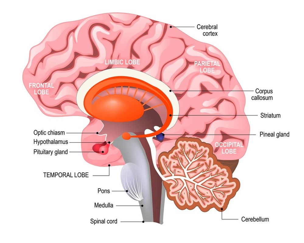 The human brain.