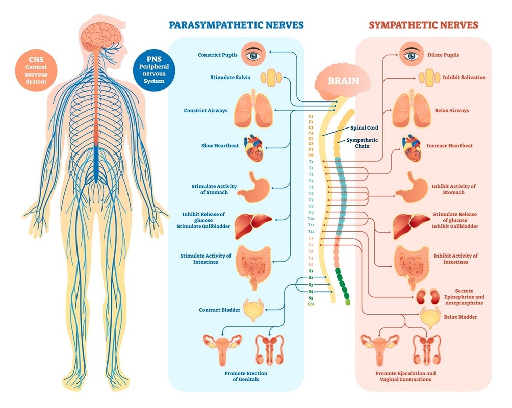 The nervous system.