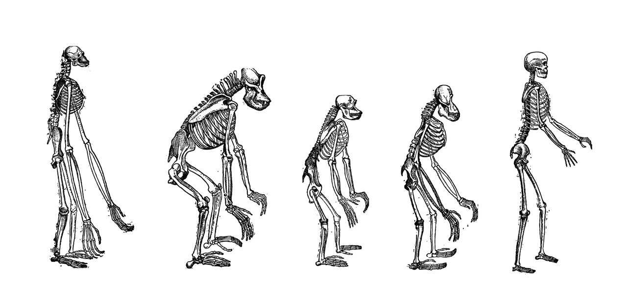 Skeletons of great apes. Gibbon, gorilla, chimpanzee, orangutan and human.