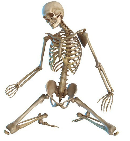 Human skeleton