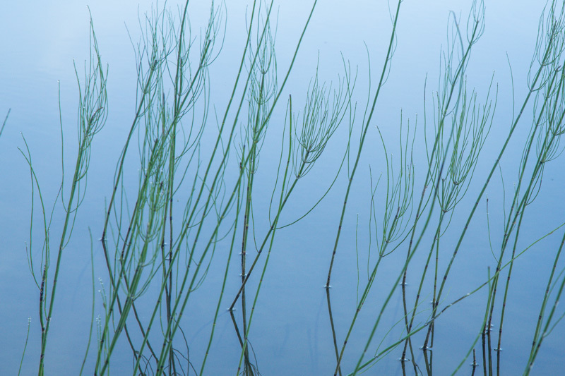 Järvikorte (Equisetum fluviatile)