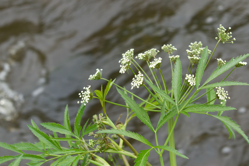 Myrkkykeiso (Cicuta virosa)