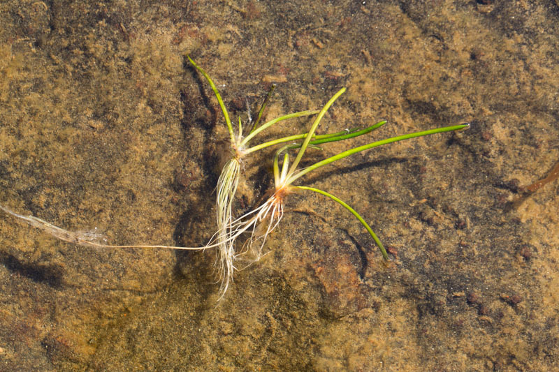 Tummalahnaruoho (Isoêtes lagustris)
