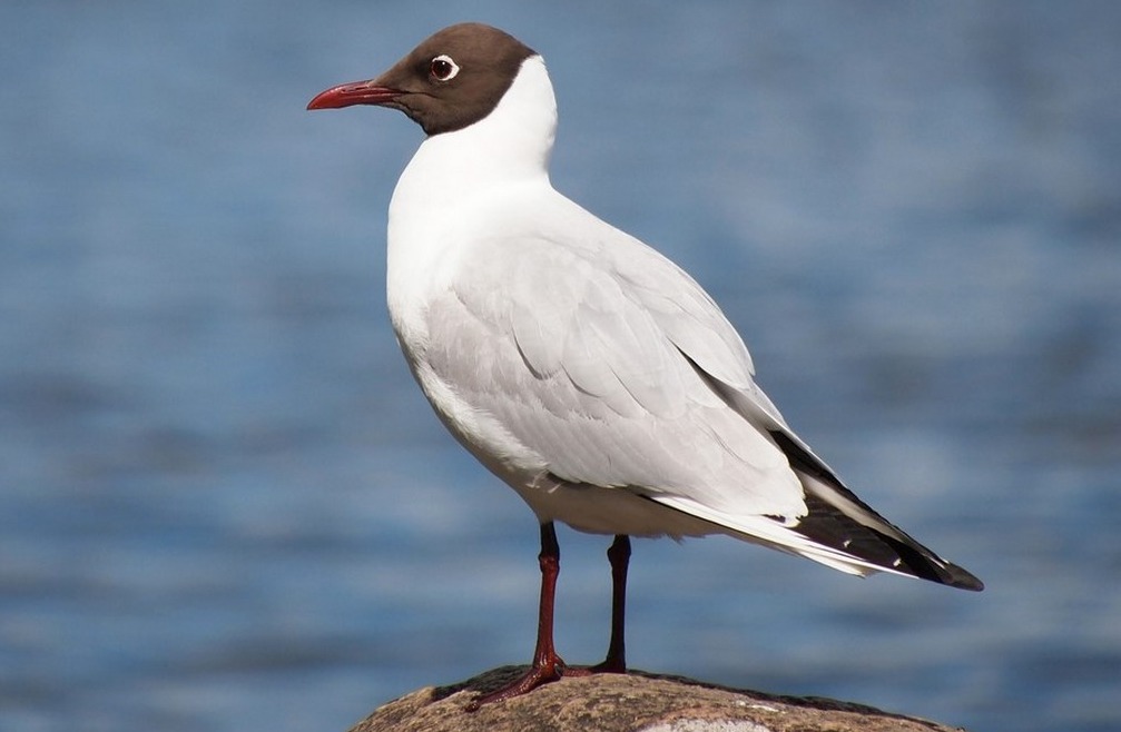 Naurulokki (Larus ridibundus)