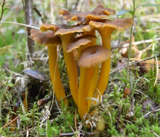 Suppilovahvero
