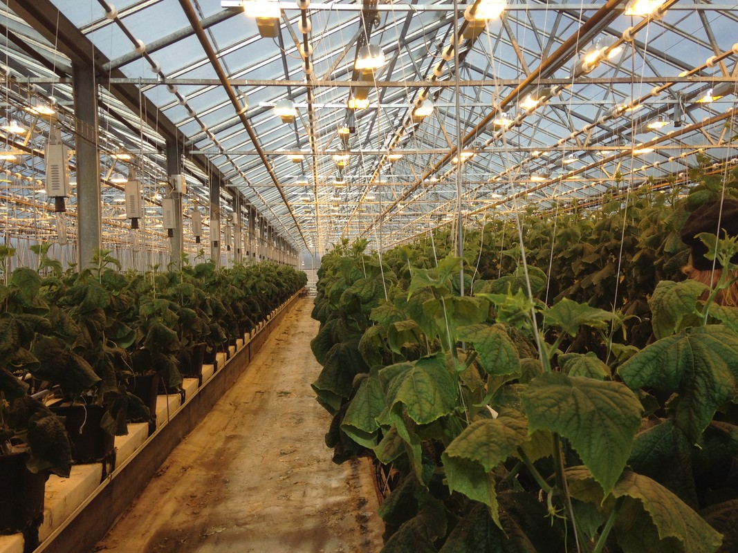 greenhouse.jpg