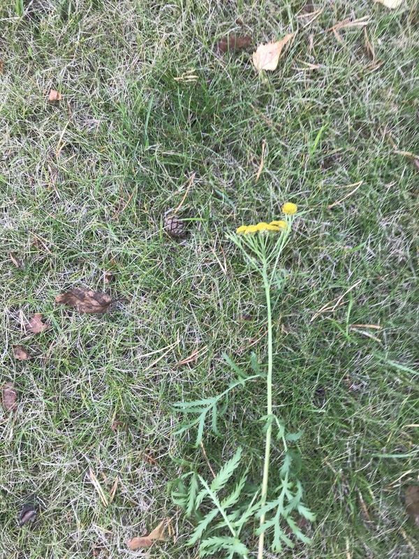 Pietaryrtti tanacetum vulgare