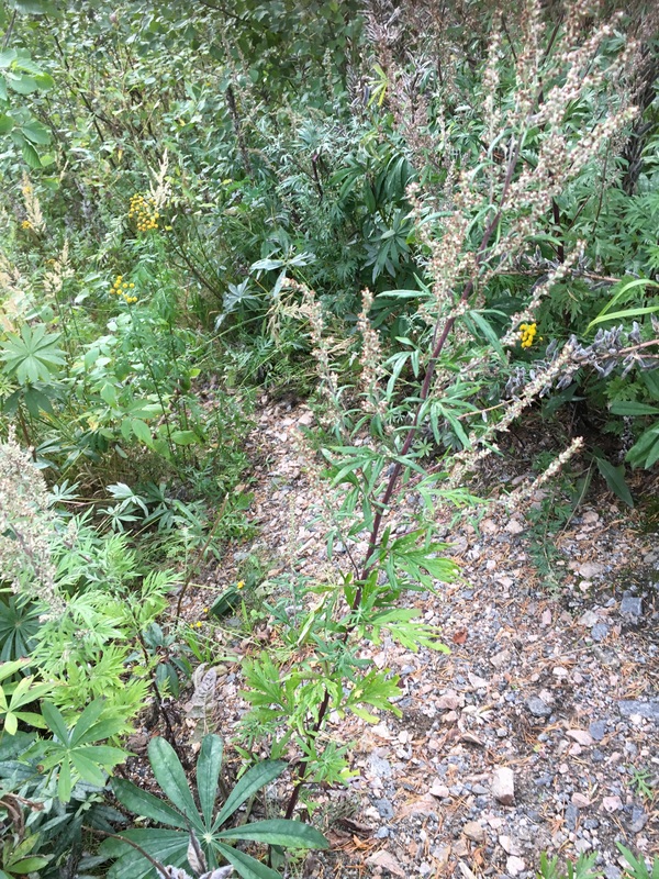 Pujo artemisia Vulgaris