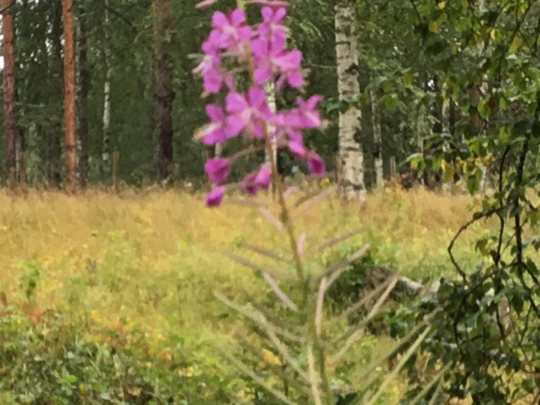 Maitohorsma chamaenerion angustifolium