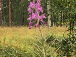 Maitohorsma chamaenerion angustifolium