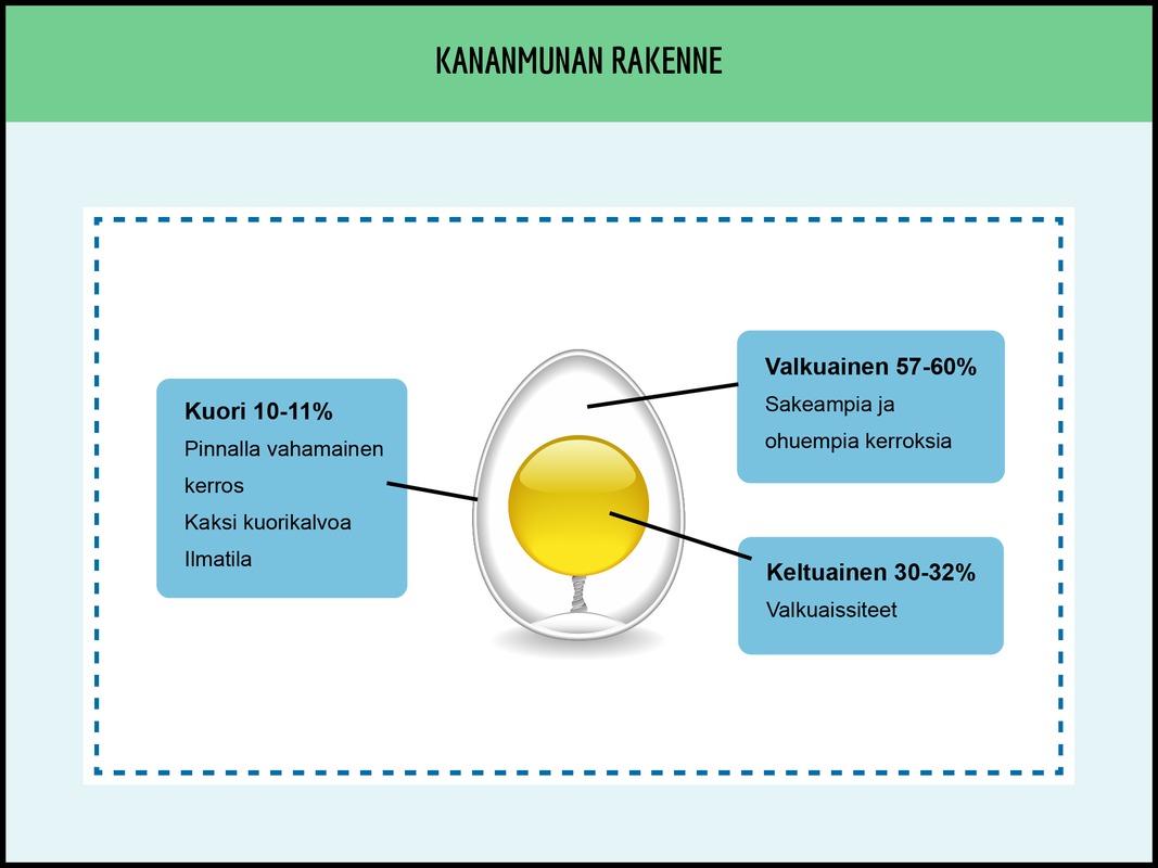 Kananmuna.png