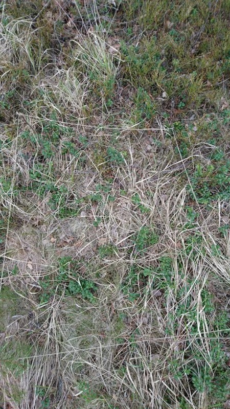 växtruta helbild.png