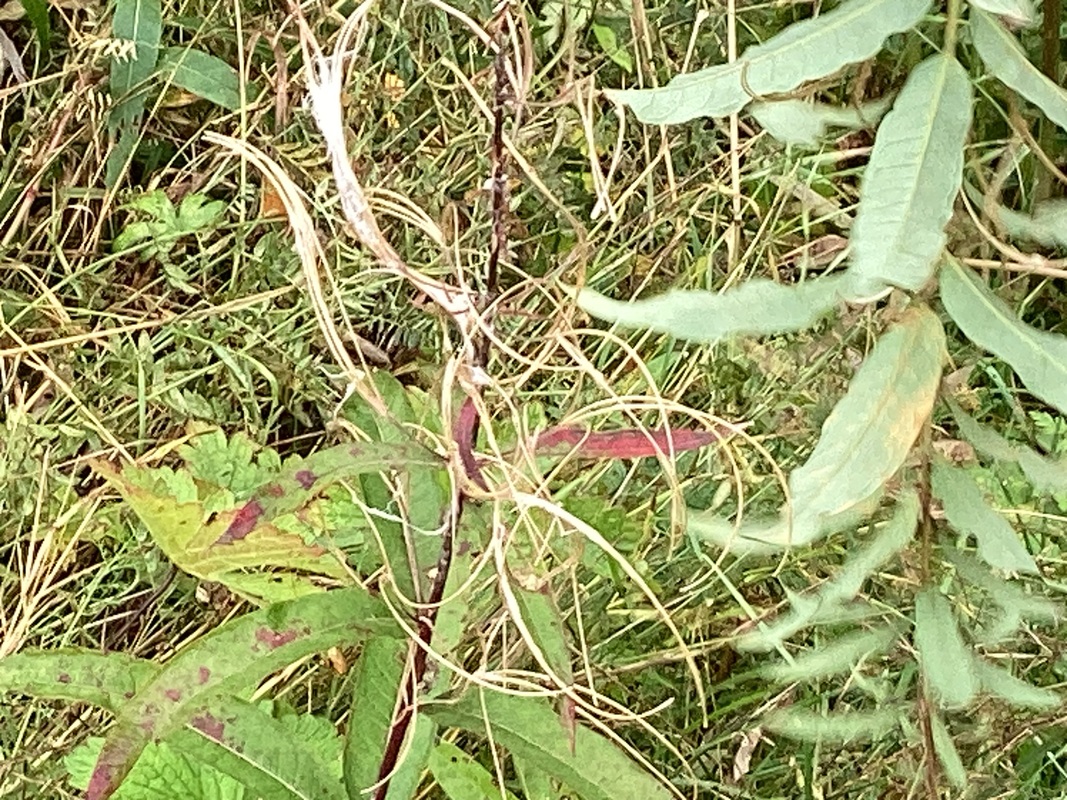 Maitohorsma