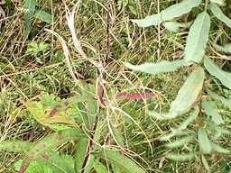 Maitohorsma