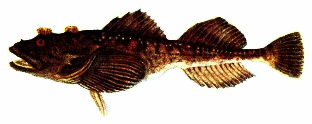 härkäsimppu.jpg