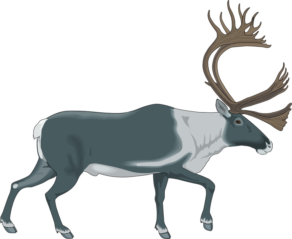 reindeer-48458_1280.png