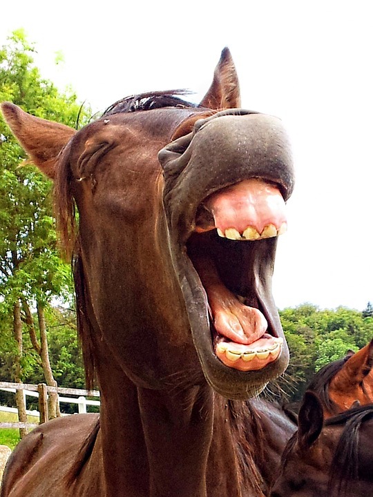 horse-178093_960_720.jpg