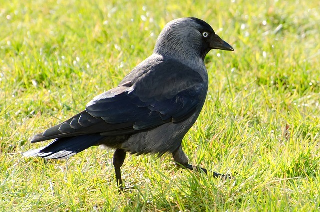 bird-164958_640.jpg