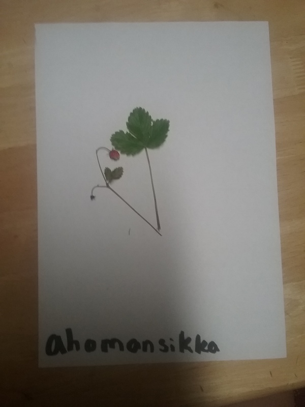 ahomansikka