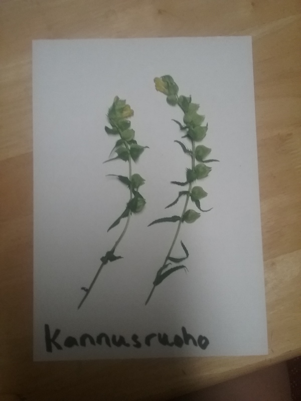 kannusruoho
