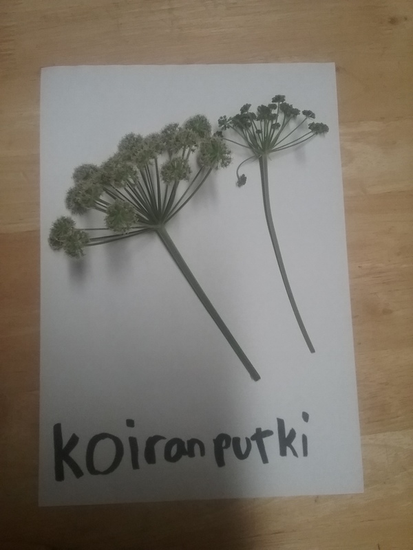 koiranputki