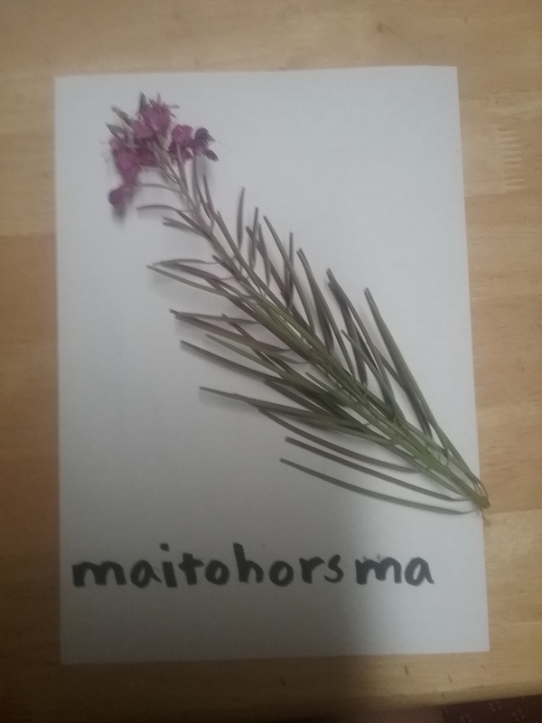 maitohorsma