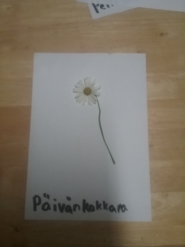 päivänkakkara