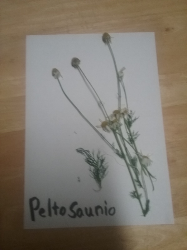 peltosaunio