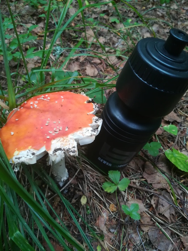 Kärpässieni