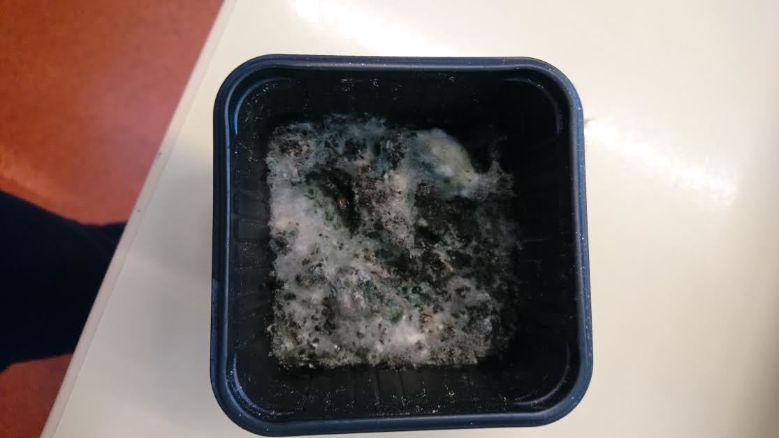mögel.jpg