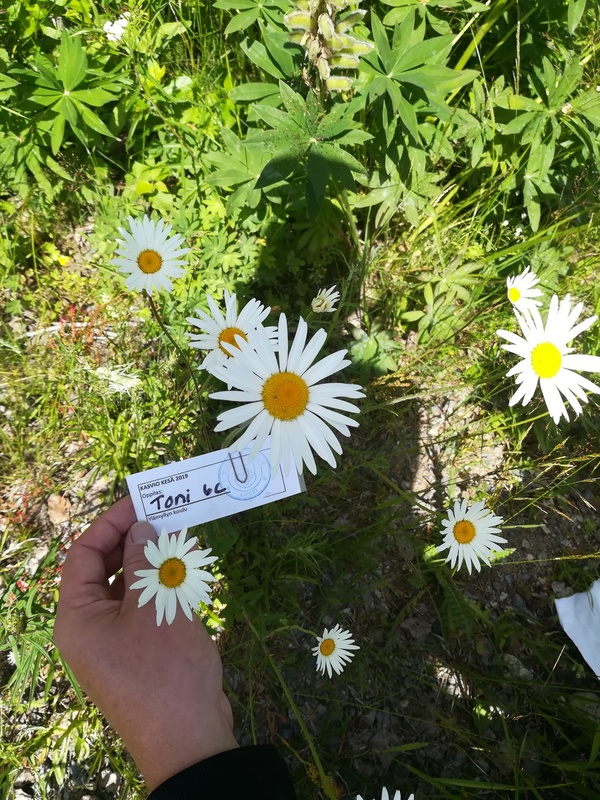 Päivänkakkara