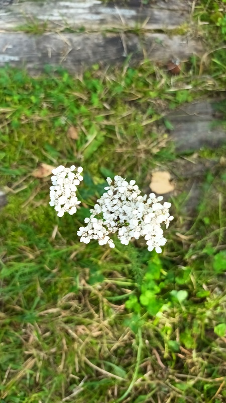 Kuva on otettu Kyyjärvellä 27.8.2022