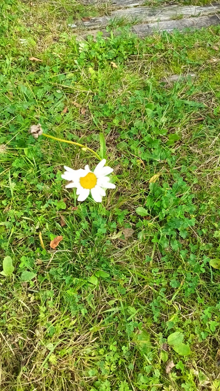 Kuva on otettu Kyyjärvellä 27.8.2022