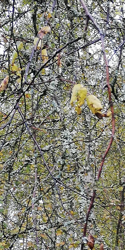 Hieskoivun lehdet